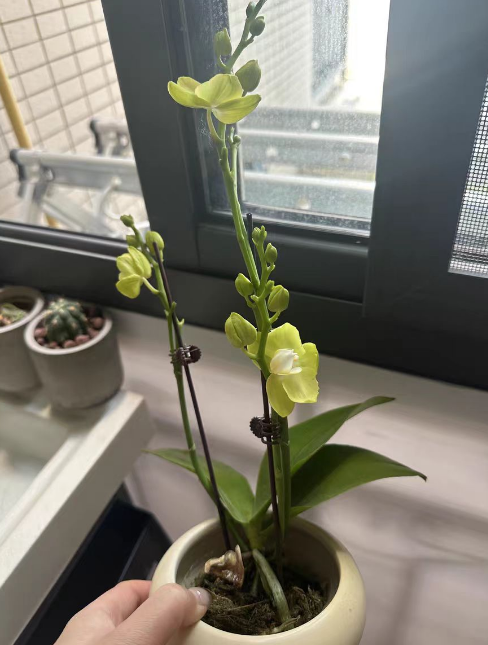 蝴蝶兰是可食用植物吗？误食蝴蝶兰会中毒吗？