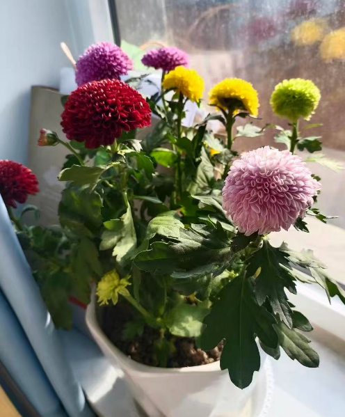 开花像个小球是什么植物？开花像球好看又漂亮花有哪些？
