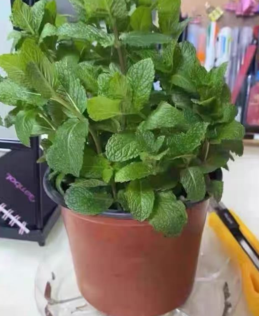 什么花可以土栽又可以剪枝插水里？可以剪枝插花的花有哪些？