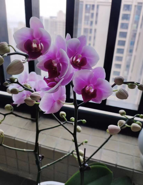 蝴蝶兰花剑少是怎么回事？怎么让蝴蝶兰的花剑长得多一点？