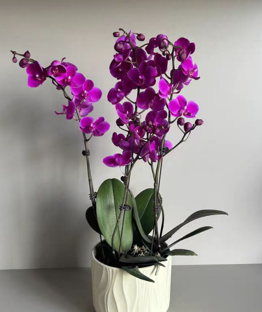 蝴蝶兰花剑细怎么回事？蝴蝶兰花剑粗细影响开花吗？