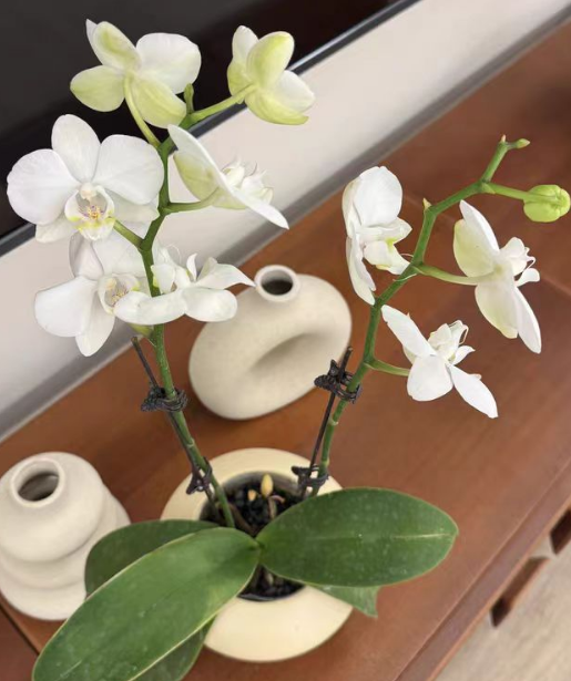 蝴蝶兰用什么催芽剂？蝴蝶兰过量使用催芽剂会怎么样？
