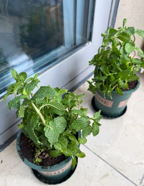 夏天室内种什么植物驱蚊虫？什么花草驱虫最有效又好养？