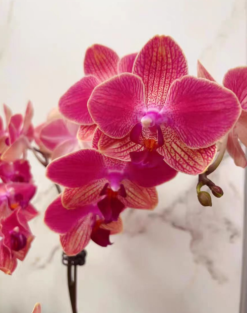 蝴蝶兰花剑多好吗？蝴蝶兰是不是花剑越多越好？
