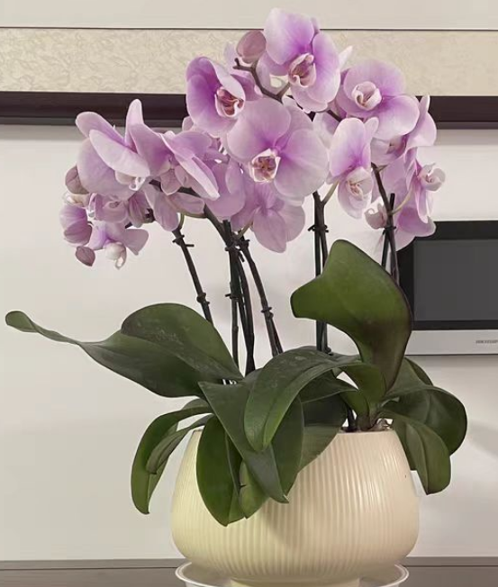 蝴蝶兰的水苔要压紧吗？养蝴蝶兰用水苔有什么好处？