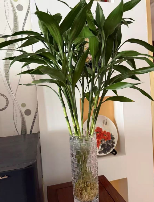 家里放绿植会招蚊虫吗？容易招蚊虫的绿植有哪些呢？