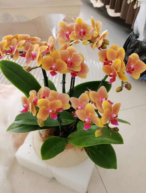 蝴蝶兰花剑多少跟品种有关系吗？怎么才能让蝴蝶兰长花剑？