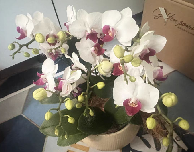 新手养蝴蝶兰用水苔还是树皮？蝴蝶兰能用树皮和水苔一起种吗？