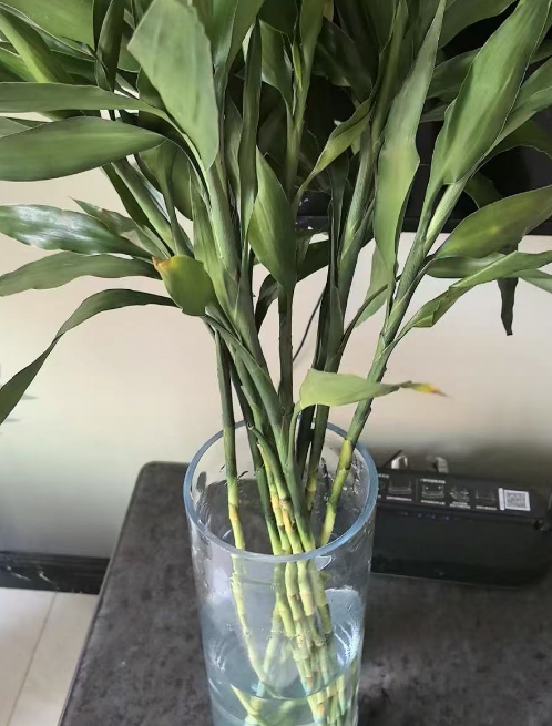 新手养蝴蝶兰用水苔还是树皮？蝴蝶兰能用树皮和水苔一起种吗？