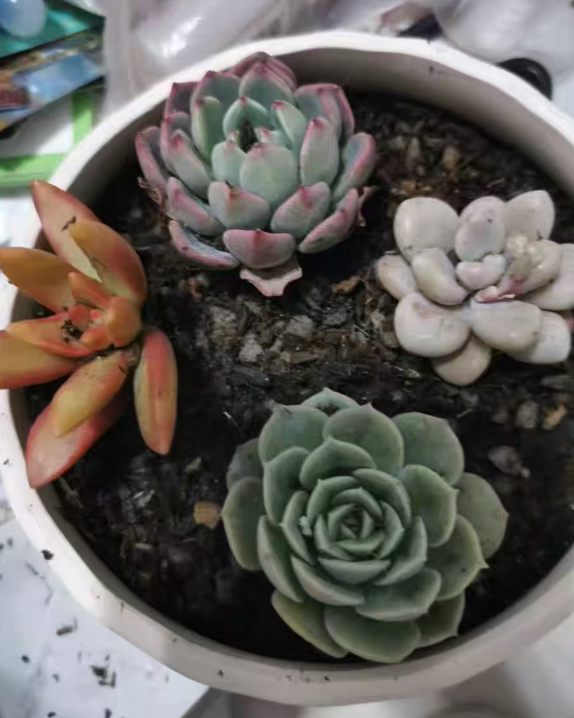 什么植物不适合夏天养殖？不适合夏季入手的花卉有哪些？