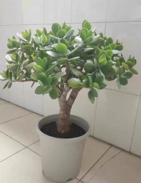 不用晒太阳的植物有哪些？不需要阳光又好养的绿植推荐