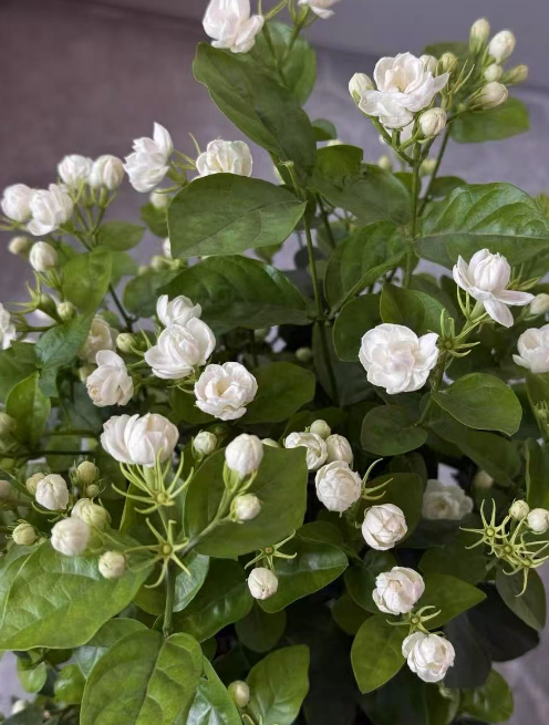 什么花比香水还好闻？花期长又好养的浓香型花卉有哪些？