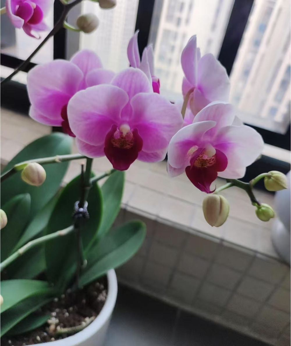 蝴蝶兰水培好还是土培好呢？蝴蝶兰的植料如何选择好呢？