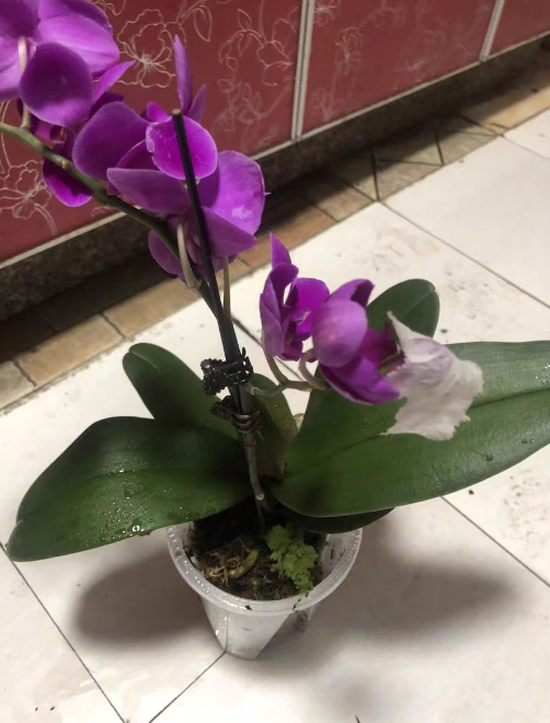 蝴蝶兰大苗用多大的盆？蝴蝶兰大苗喷肥几天一次？