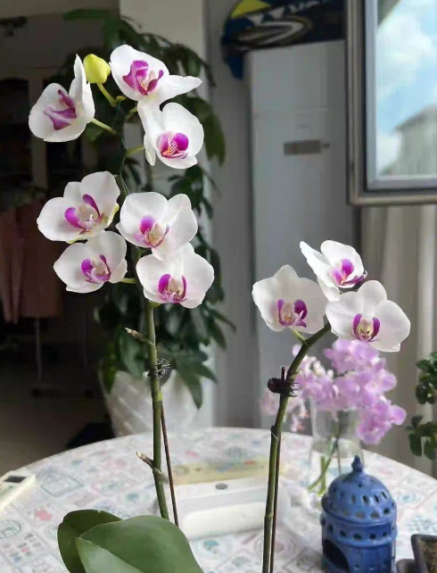 蝴蝶兰促根方法有哪些？蝴蝶兰促根用什么肥？