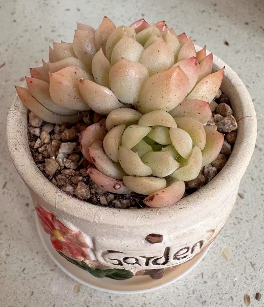 雨季室外的花卉要搬到室内吗？怕水不耐涝的花卉有哪些？