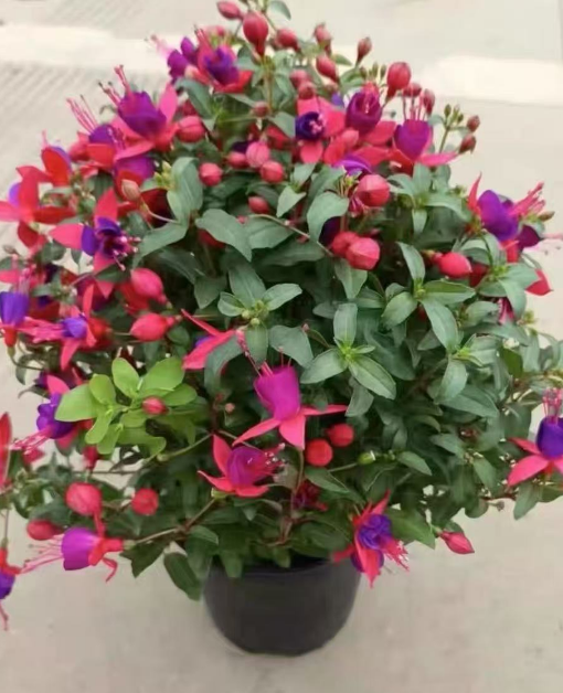 夏天容易枯萎的植物有哪些？夏季高温花卉植物怎么度夏呢？