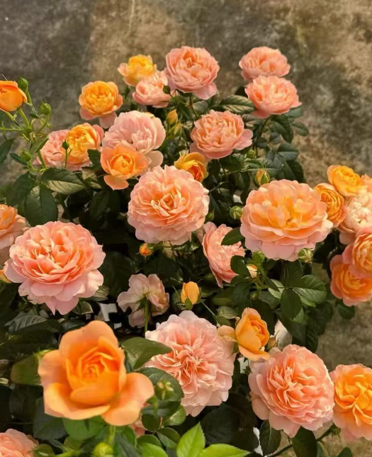 哪些植物爱生红蜘蛛？怎么预防植物长红蜘蛛呢？