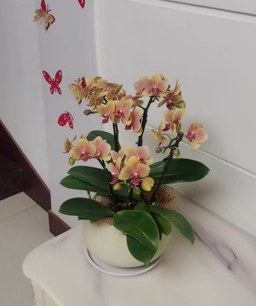蝴蝶兰新苗能换盆吗？蝴蝶兰新苗换盆后多久施肥？