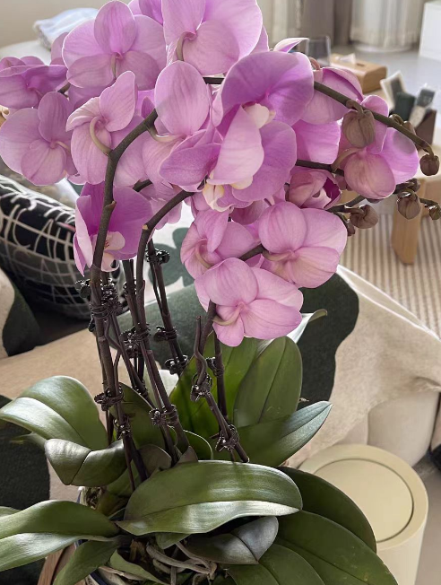 水苔养蝴蝶兰要经常浇水吗？水苔养蝴蝶兰太湿会死吗？