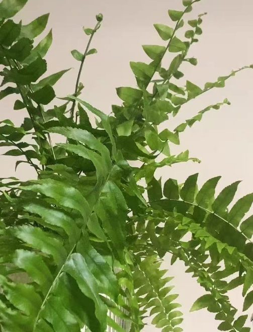 养着容易出问题的垂吊植物有哪些？垂吊植物常见的问题和解决方法