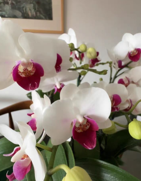 蝴蝶兰花瓣上长斑点是怎么回事？蝴蝶兰花上出现斑点是什么病？