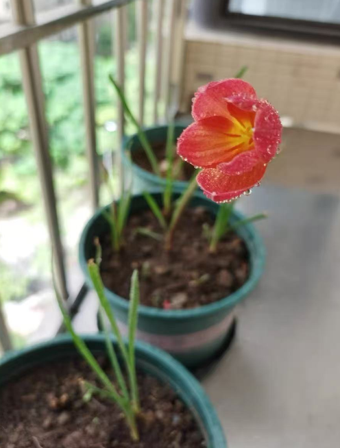 种球花卉夏季怎么养？好看又好养的种球花卉有哪些？