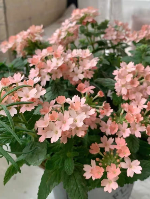 很好养容易爆盆的花有哪些？花量大颜值高适合新手养的花推荐