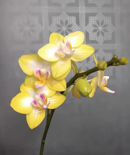 水苔养蝴蝶兰太湿怎么处理？水苔养蝴蝶兰怎么浇水不积水？