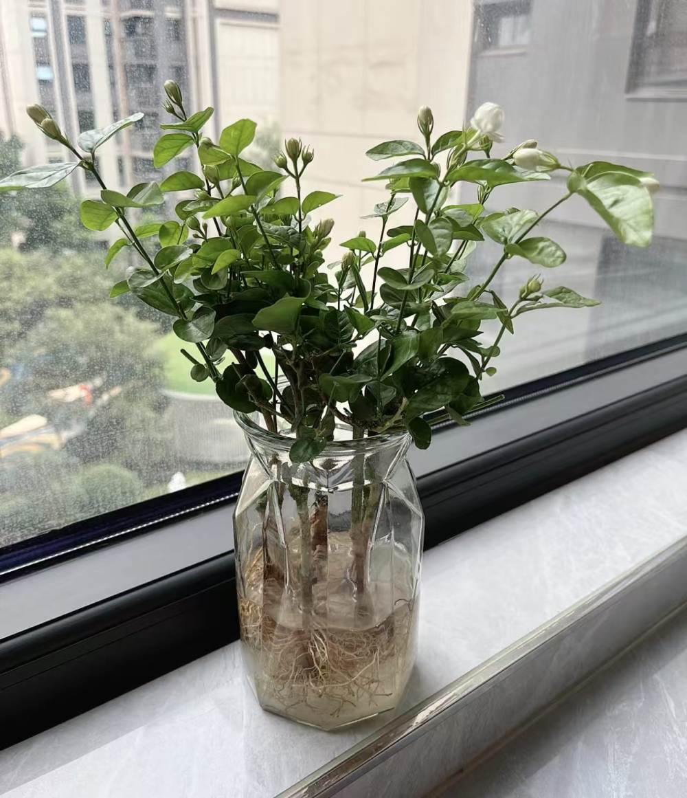 六月七月开花的植物有哪些？夏天有象征意义的花朵是什么？