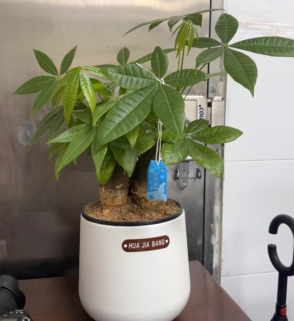 6-7月适合扦插的花卉有哪些？六月扦插月季可以吗?怎么插成活率高?
