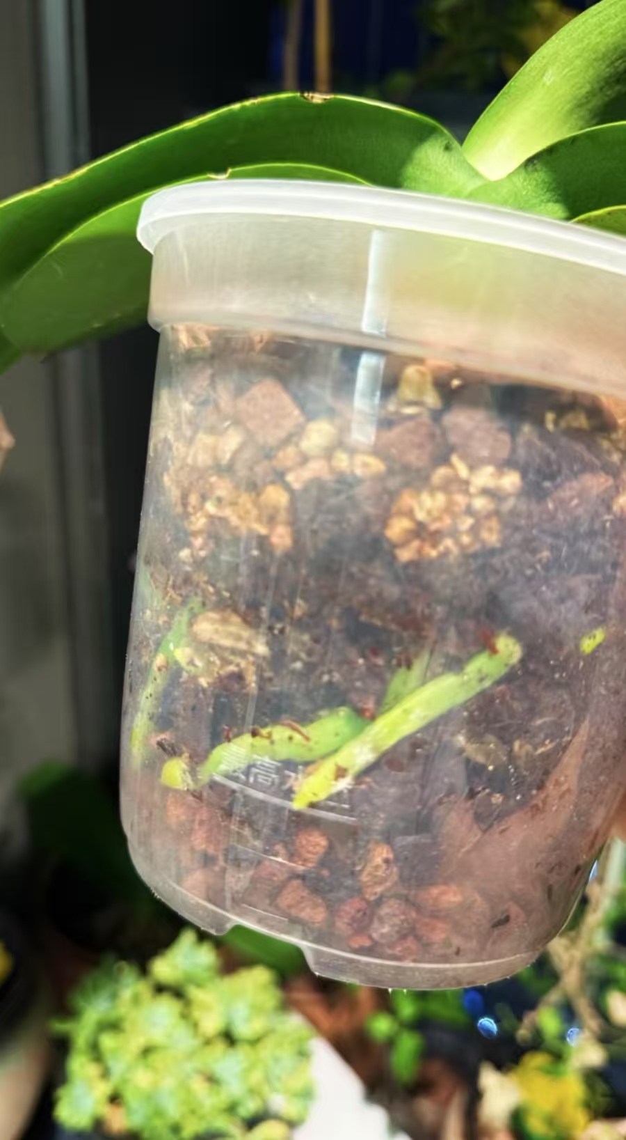 蝴蝶兰浇水过多烂根怎么治呢？蝴蝶兰怎么防止烂根呢？