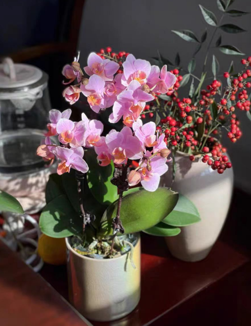 怎么培育蝴蝶兰小苗？蝴蝶兰小苗怎么养护？