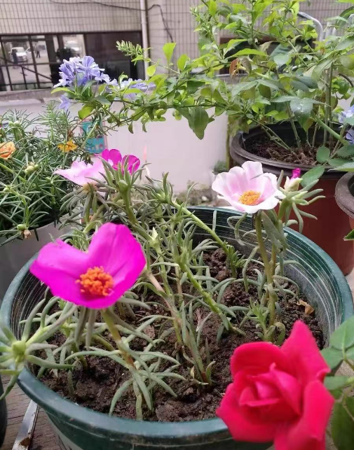 南阳台适合养什么花和植物？南阳台养什么花最好养活？