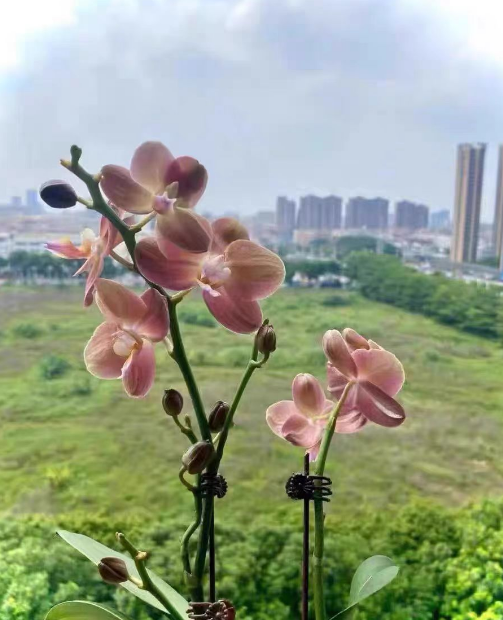 养蝴蝶兰水苔放多好还是放少好？养蝴蝶兰用水苔多久施一次肥？