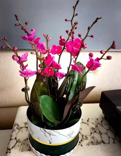 蝴蝶兰没有充足的阳光可以养好吗？蝴蝶兰长期不见阳光能开花吗？