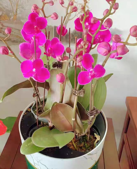 如何培植蝴蝶兰幼苗？蝴蝶兰幼苗怎么移栽？
