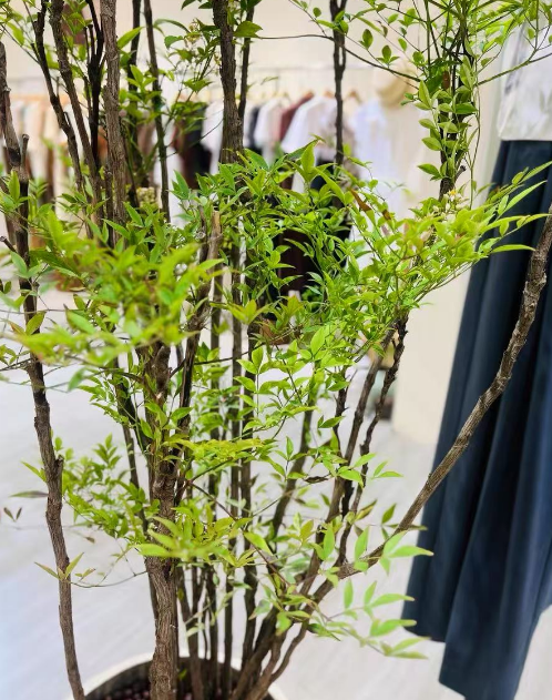 适合新手养又不烂大街的植物盆栽有哪些？五种省心花卉推荐   