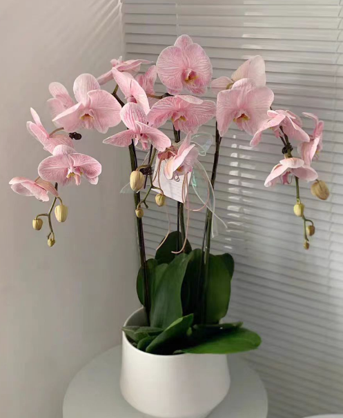 蝴蝶兰新苗容易掉叶子吗？蝴蝶兰出新苗怎么养？