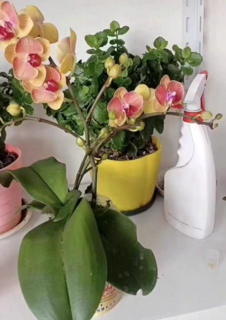 夏季高温适合买蝴蝶兰吗？蝴蝶兰啥时候买最好？