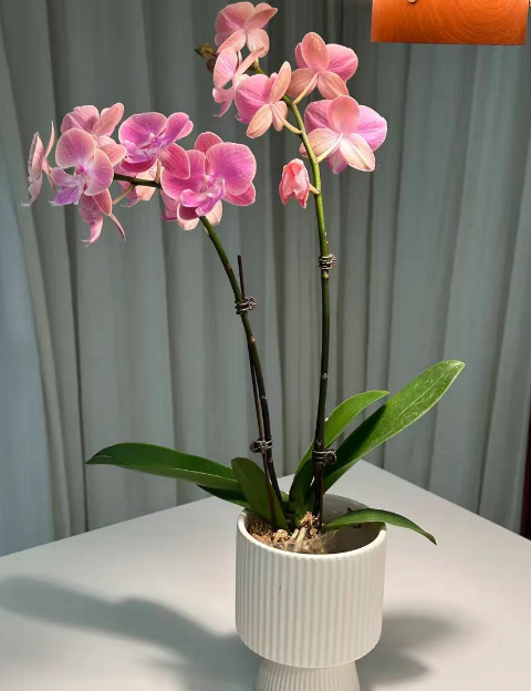 蝴蝶兰老苗不容易开花吗？蝴蝶兰老苗好养还是小苗好养？
