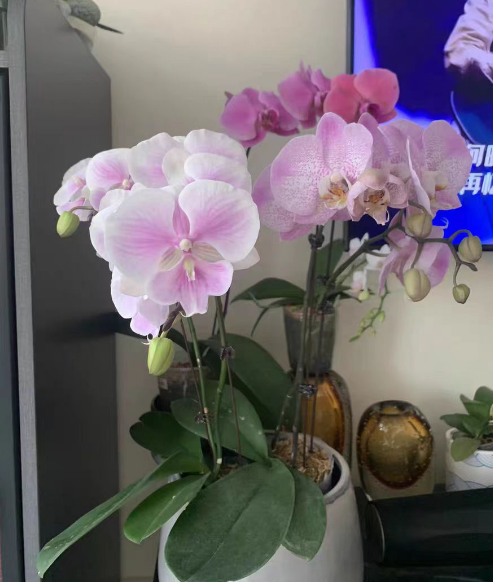 买蝴蝶兰应该怎么买？买蝴蝶兰花后苗划算还是成熟苗好？