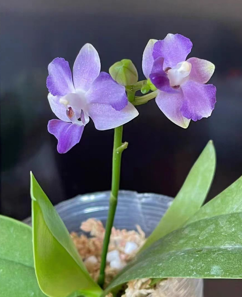 用水苔养蝴蝶兰会生虫吗？用水苔养蝴蝶兰怎么施肥？