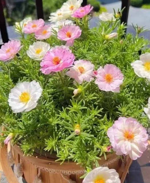 网上买花卉盆栽可靠吗？适合网购的盆栽花卉有哪些？