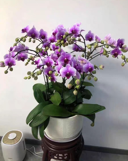 带花剑的蝴蝶兰是什么意思？蝴蝶兰带花剑和不带花剑有什么区别？