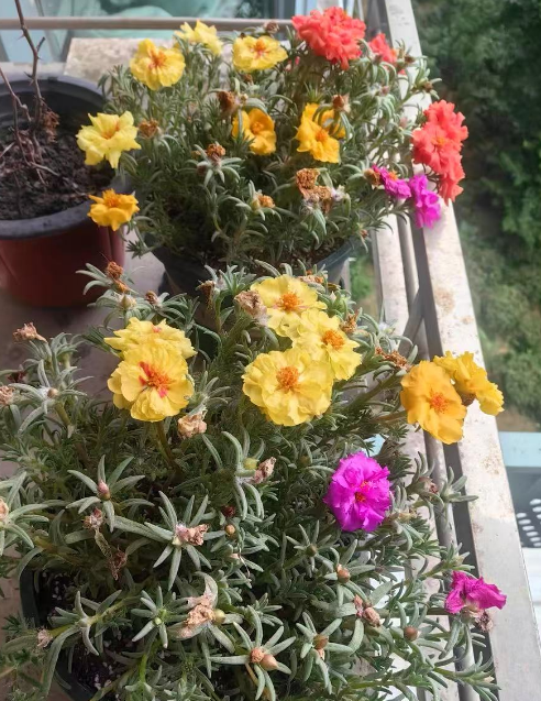 什么花长年开花和好养？种什么花一年四季开花又容易养活呢？