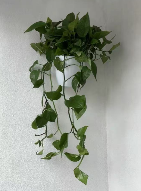 网上买花卉注意什么？适合网购的绿植有哪些？