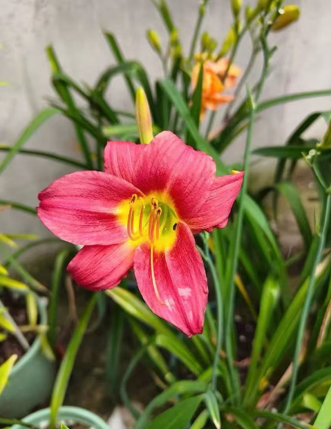 宿根多年生花卉好养吗？适合两广的宿根多年生花卉有哪些？