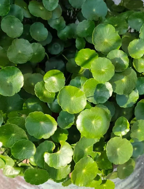 浇水过少对植物的影响有哪些？什么植物需要天天浇水呢？