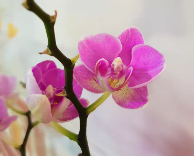 蝴蝶兰大花和小花哪个贵？蝴蝶兰大花和小花哪个花期长？